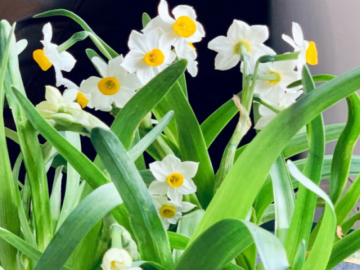 Cách trồng thủy tiên chơi Tết để hoa nở đúng dịp, mang tài lộc về nhà