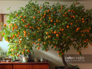 Cây cảnh mang lại ngàn vàng, quả ngọt, hoa thơm, Tết Bính Ngọ bày trong nhà, mang lại may mắn, của cải dồi dào