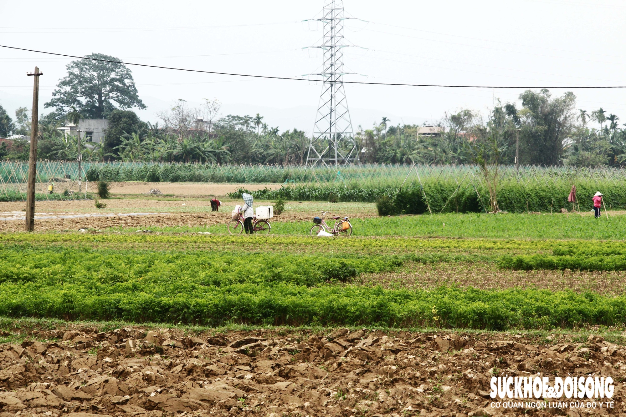 Khi lũ cuối tháng 10 năm ngoái vừa rút, bùn non còn bám đầy ruộng, người dân xã Đại Lộc đã vội vã trở lại cánh đồng Bàu Tròn. Không kịp nghỉ ngơi sau thiên tai, họ tất bật xuống giống với hi vọng gỡ gạc vụ a classTextlinkBaiviet hrefhttps://eva.vn/tet-nguyen-dan-p2492c73.htmlTết Nguyên đán/a 2026.