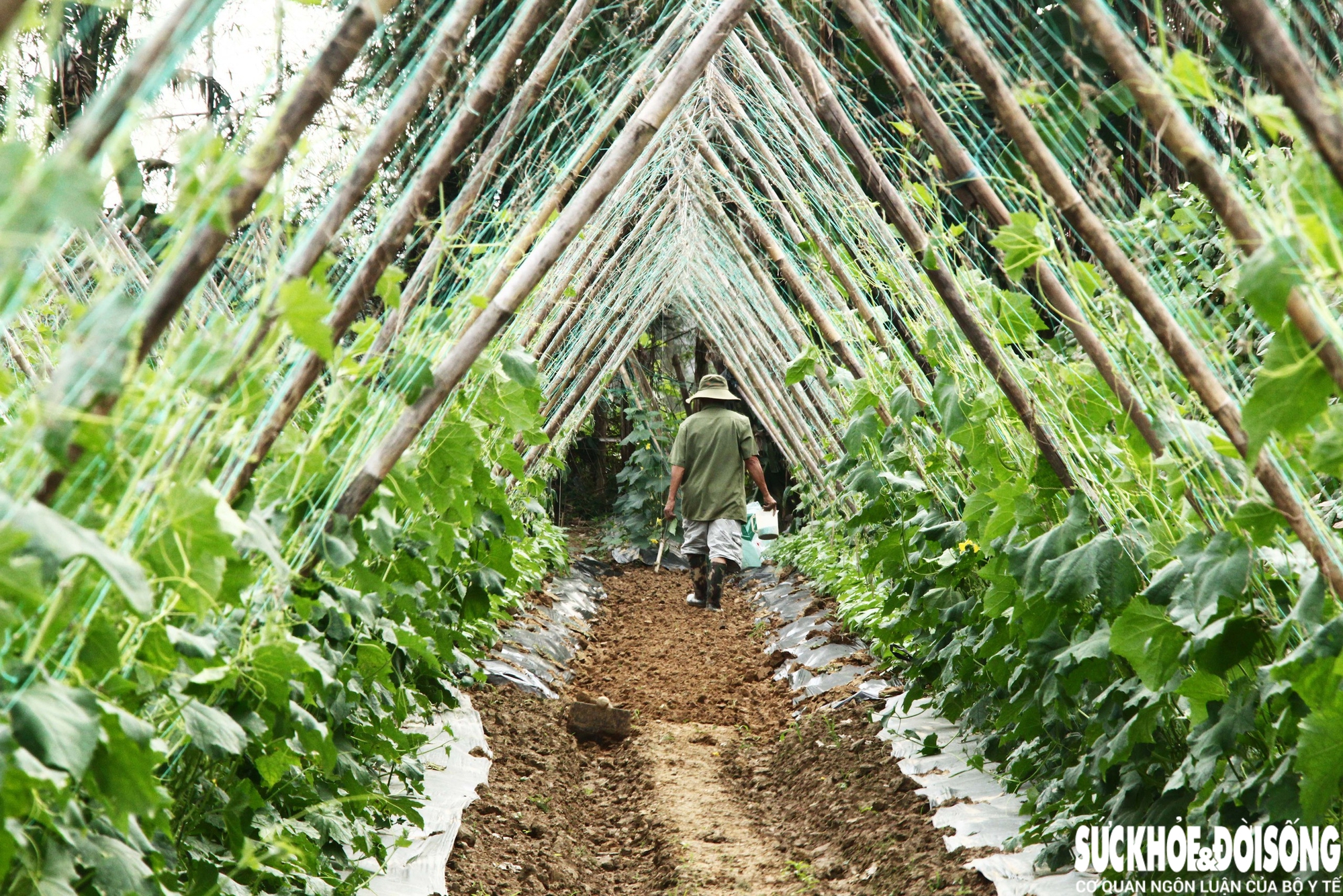 Lứa rau đầu tiên được ông Bảy xuống giống ngay đầu tháng 11 năm ngoái, khi nước lũ vừa rút. Thế nhưng, mưa triền miên khiến đất ngập úng, cây thối rễ, hư hỏng, buộc ông phải bỏ trắng ruộng. Không cam lòng, khoảng một tuần sau, ông tiếp tục xuống giống đợt hai và kiên trì chăm sóc cho đến hôm nay.