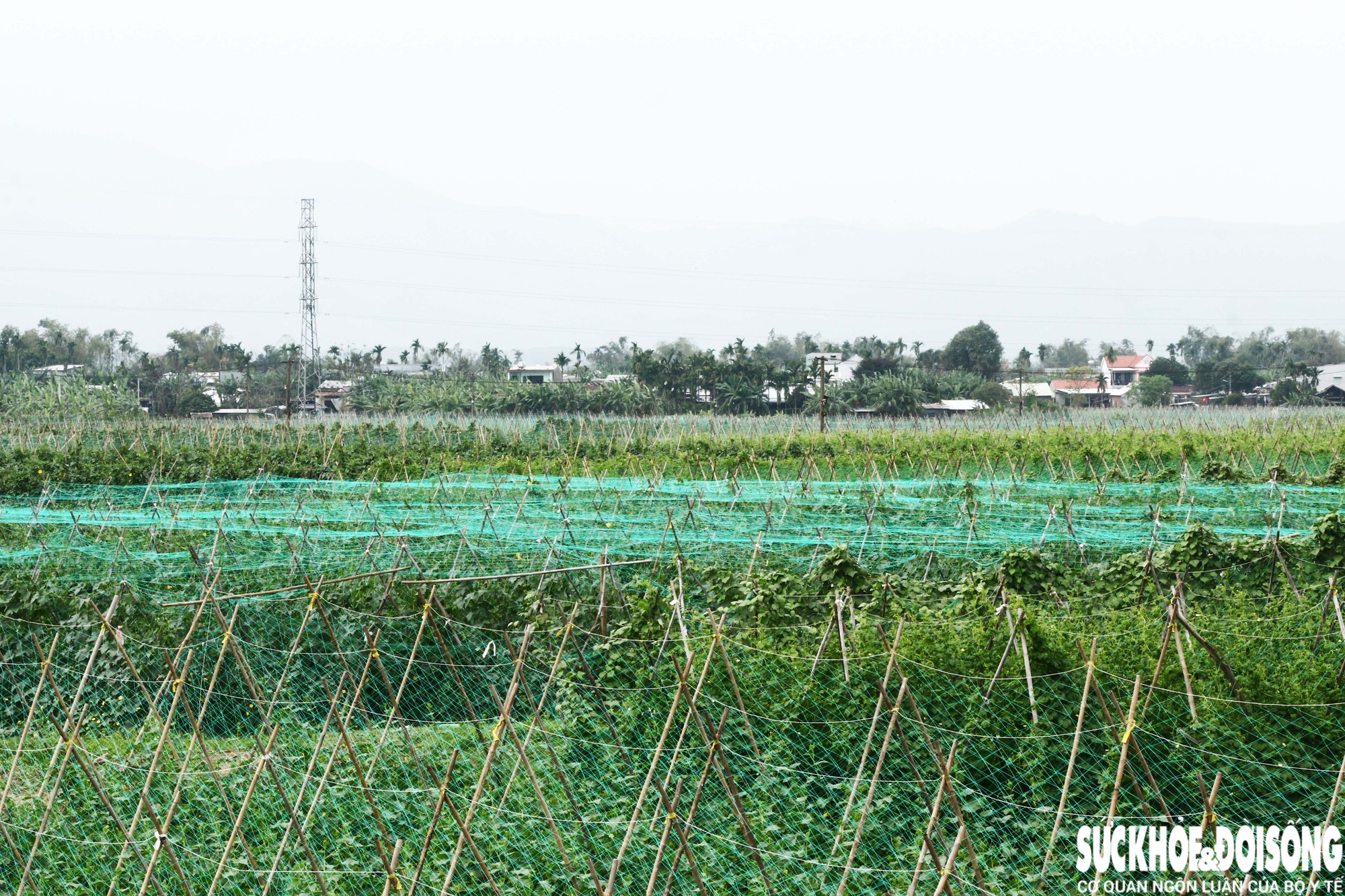 Từ những thửa ruộng hoang tàn sau lũ, đến nay cả cánh đồng đã hồi sinh, phủ một màu xanh mướt.