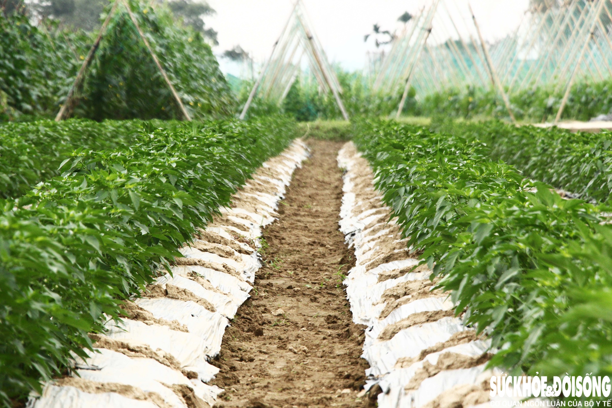 “Sau lũ, thời tiết thất thường, lạnh và mưa nhiều nên làm rau khó hơn mọi năm. Nhưng bù lại, giá năm nay cao, bà con cũng đỡ tủi”, ông Bảy chia sẻ.