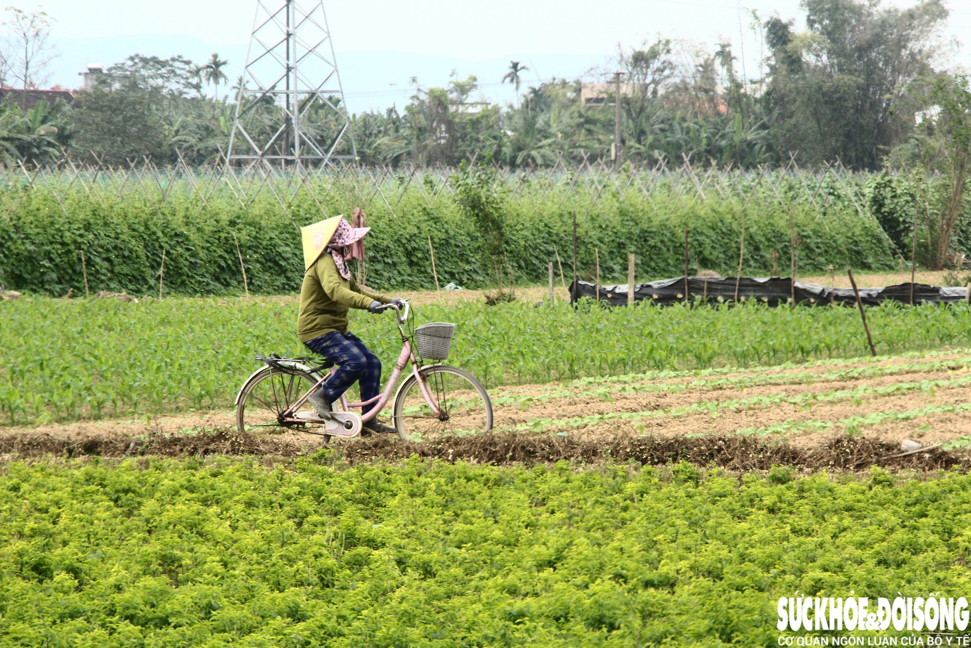 Nhắc lại đợt lũ cuối tháng 10, ông Bảy không giấu được nỗi xót xa khi hơn 4 sào dưa leo, khổ qua, mướp và đu đủ bị nước lũ cuốn trôi. “Làm nông như tôi, không trồng rau thì cũng chẳng biết làm gì khác. Sau lũ, vợ chồng tôi đánh cược với thời tiết, xuống giống sớm để kịp vụ Tết”, ông Bảy bộc bạch.