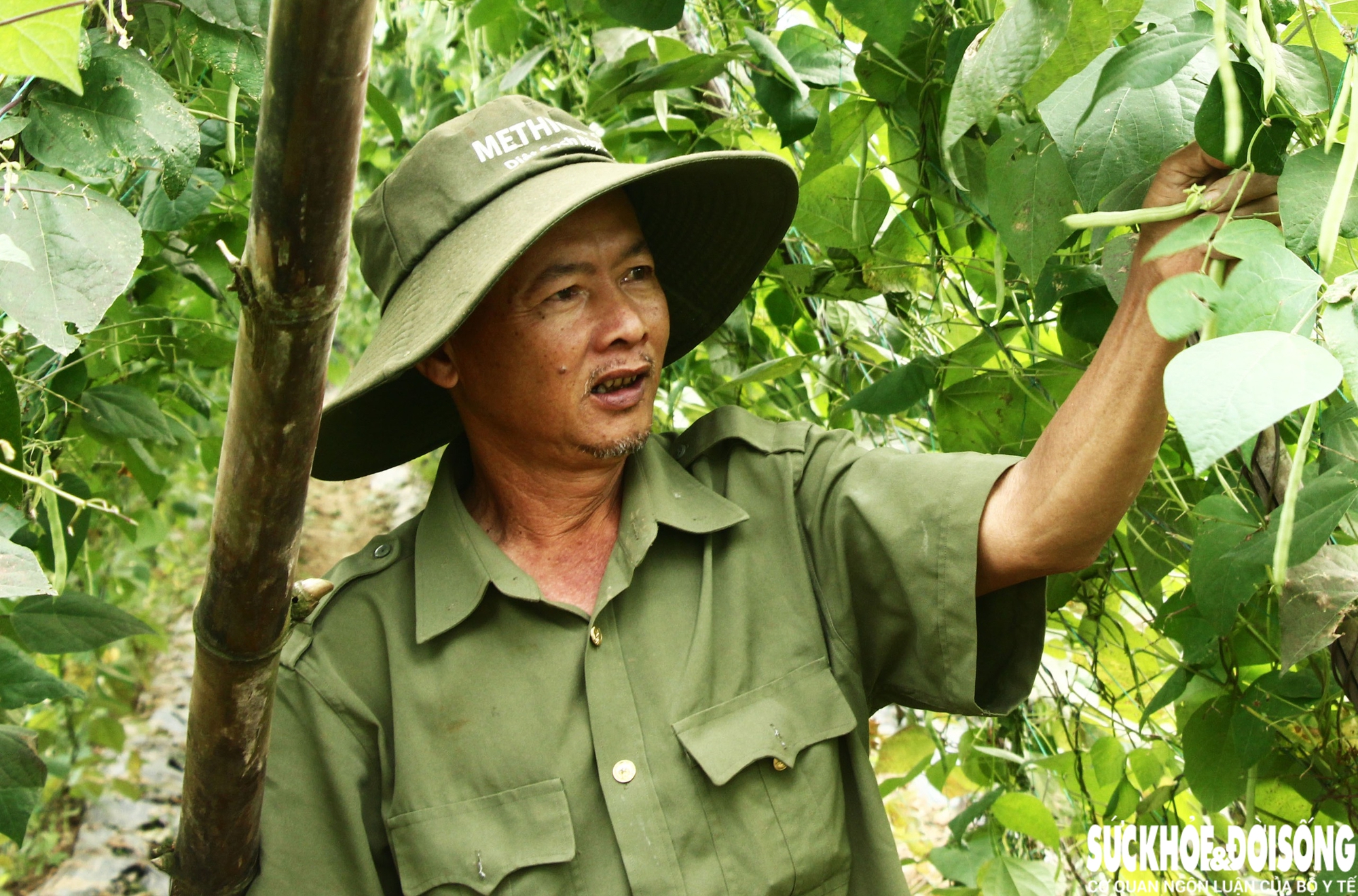 Theo ông Bảy, đậu tây hiện có giá khoảng 26.000 đồng/kg, mướp 20.000 đồng/kg – cao gấp đôi so với những năm trước. “Mấy năm rồi chỉ loanh quanh 10.000 đồng. Giá như bây giờ là mừng lắm, chỉ mong giữ được đến Tết”, ông nói.