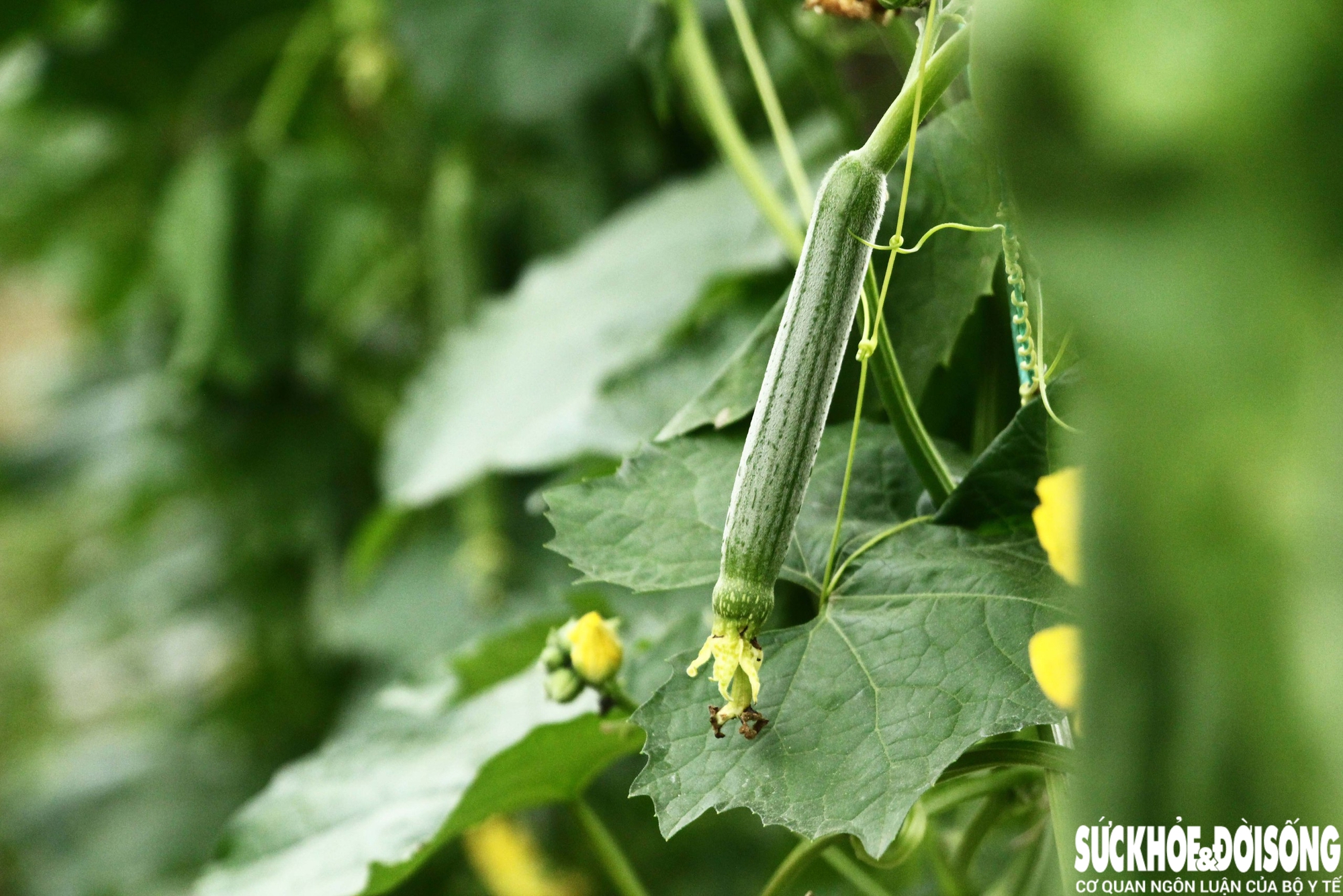 Giữa vùng rốn lũ năm nào, những hàng mướp, khổ qua nay đã xanh mơn mởn, dưa leo bắt đầu ra trái nhỏ bằng ngón tay, mang theo hi vọng một cái Tết đủ đầy. “Đất tôi cao nên còn làm sớm được. Những chỗ thấp hơn, đến giờ này mới xuống giống thì khó kịp Tết”, ông Bảy nói và cho biết thêm, vụ đông xuân ở Bàu Tròn chủ yếu phục vụ thị trường Tết Nguyên đán.