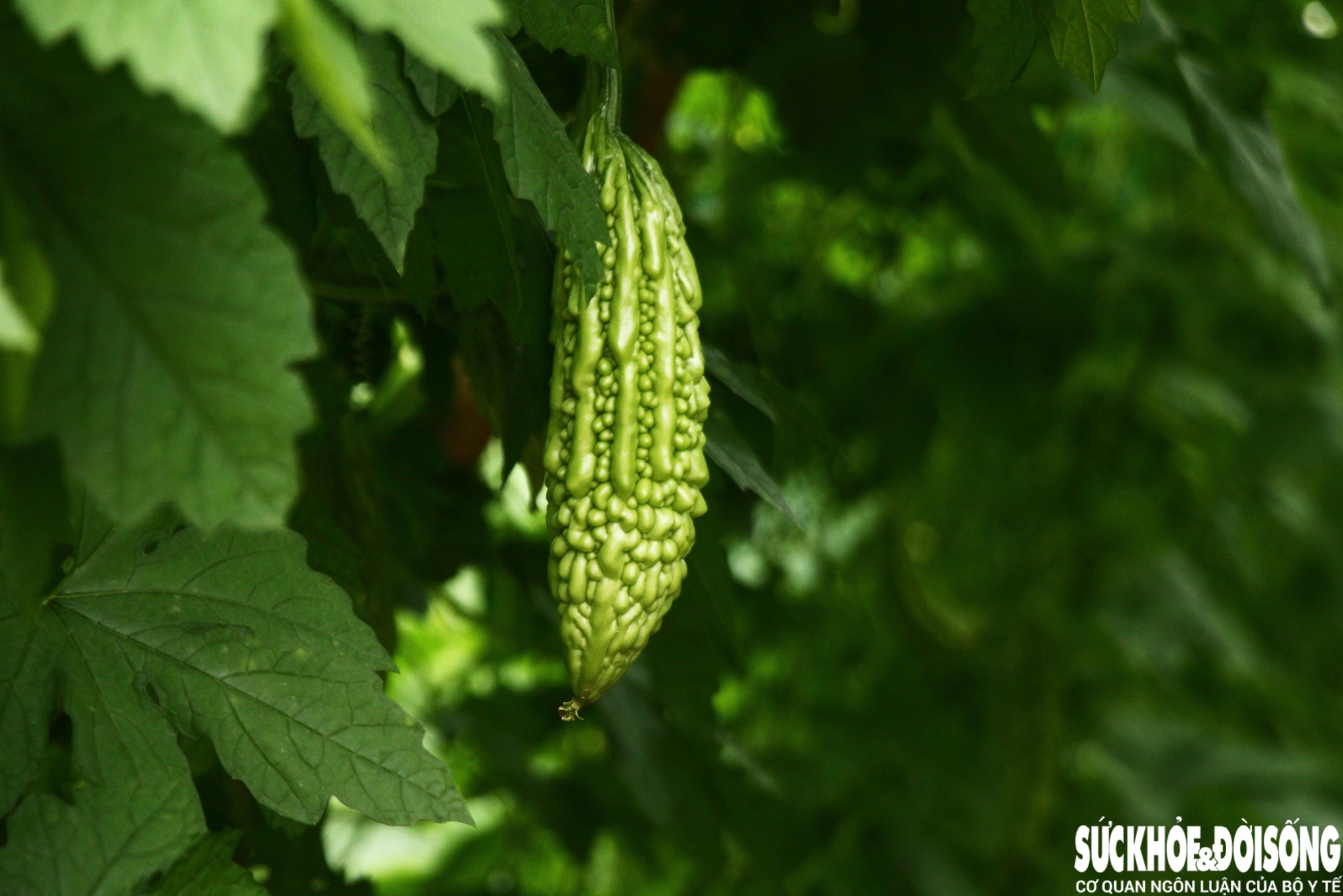 Gia đình bà trồng 4 sào dưa leo, mướp và khổ qua. Những trái mướp đầu mùa được giá khiến gương mặt bà ánh lên niềm vui. “Mướp và khổ qua đều 20.000 đồng/kg, dưa leo khoảng 5.000 đồng/kg. Giá vậy là cao rồi, chỉ mong giữ đến Tết”, bà Chi nói.