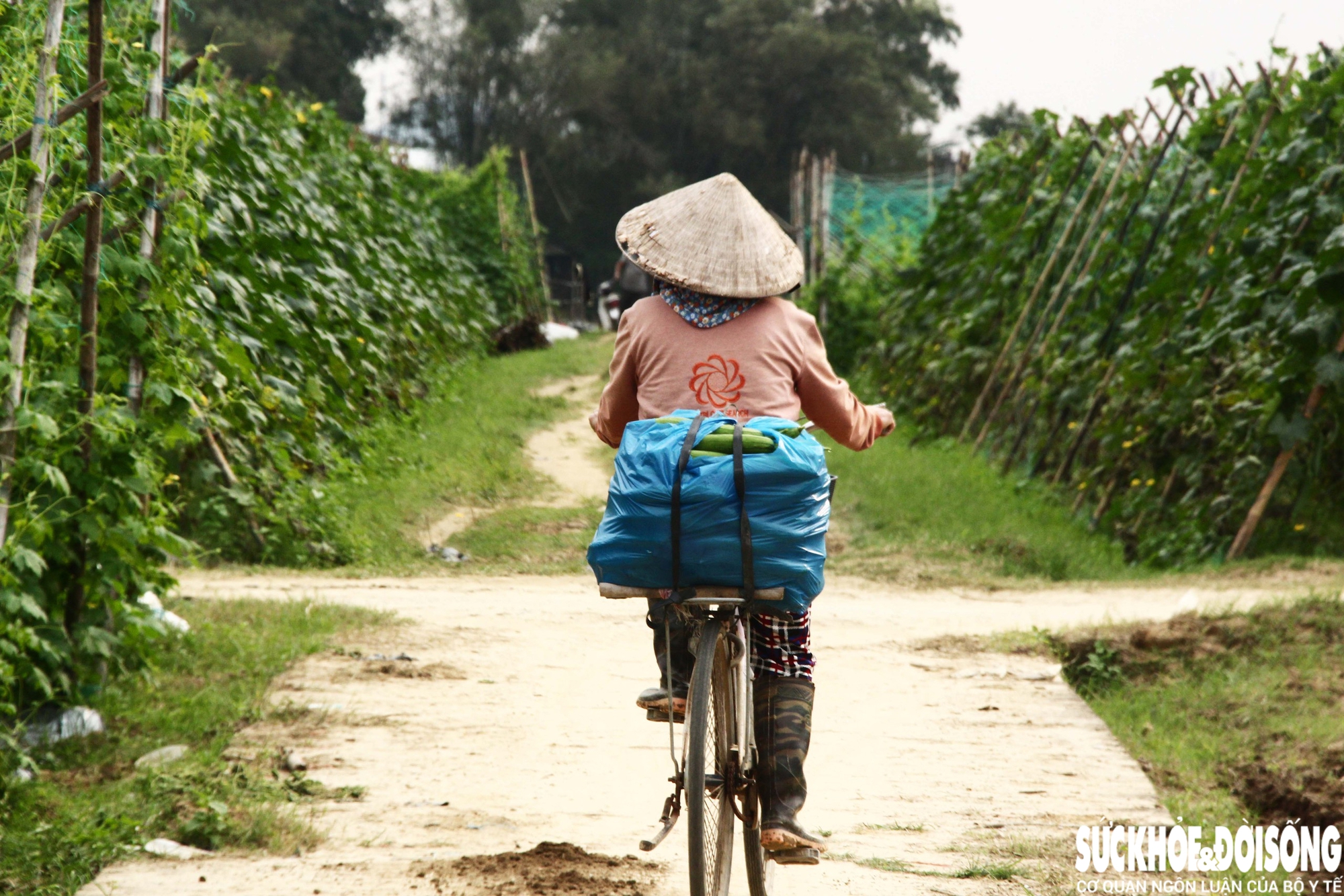 Chiều muộn, sau khi trông cháu xong, bà Ngô Thị Chi (trú thôn Phú Phước) vội vã ra ruộng hái mướp bán cho thương lái.