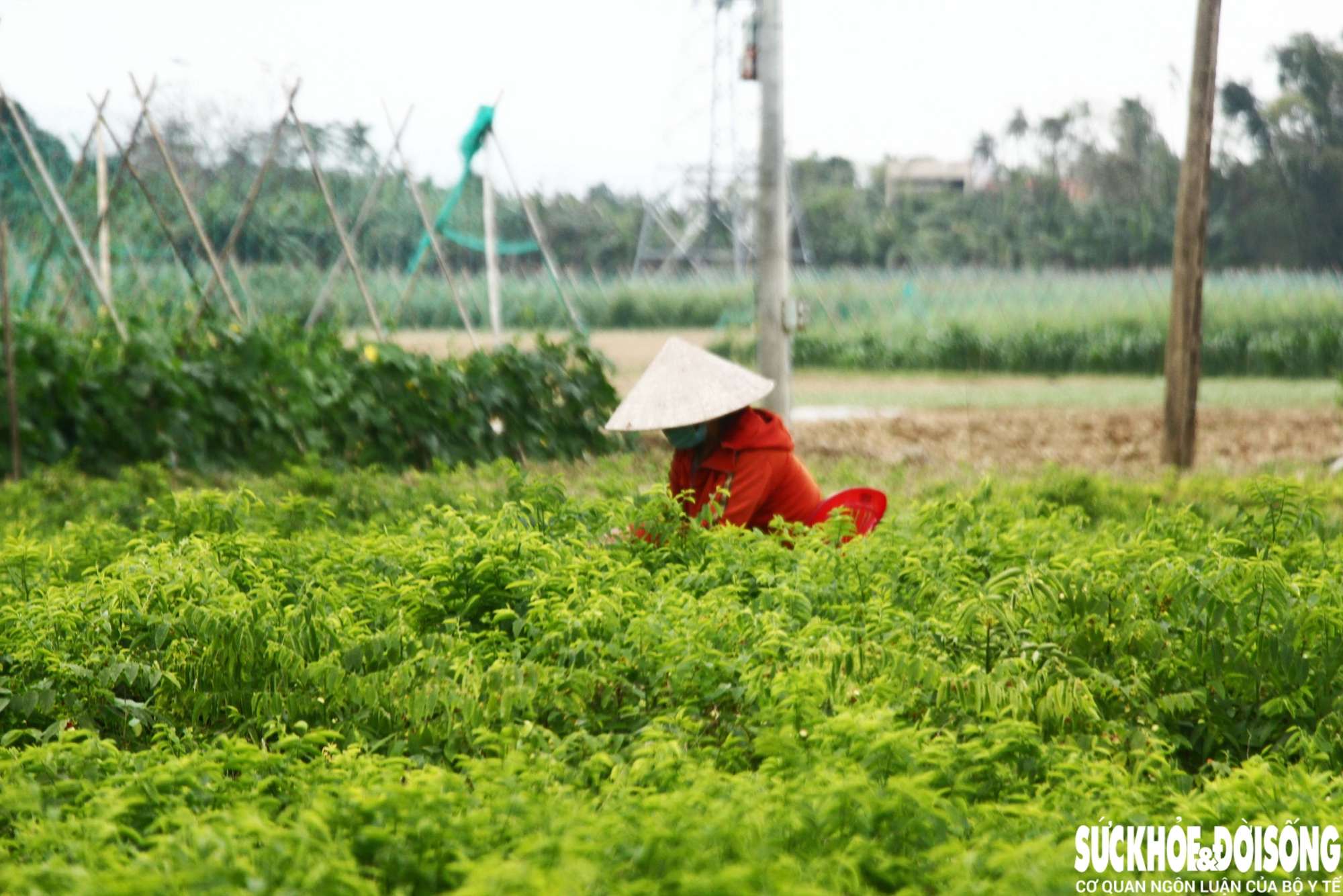 Còn chị Huỳnh Thân Vân (trú thôn Phú Phước), người trồng hơn một mẫu rau màu, cũng đang tất bật chuẩn bị cho vụ thu hoạch Tết. “Thời điểm này giá đang tốt, mong là cận Tết vẫn giữ được để bà con vùng lũ có thêm thu nhập, đón một cái Tết ấm no sau bao khó khăn”, chị Vân bày tỏ.