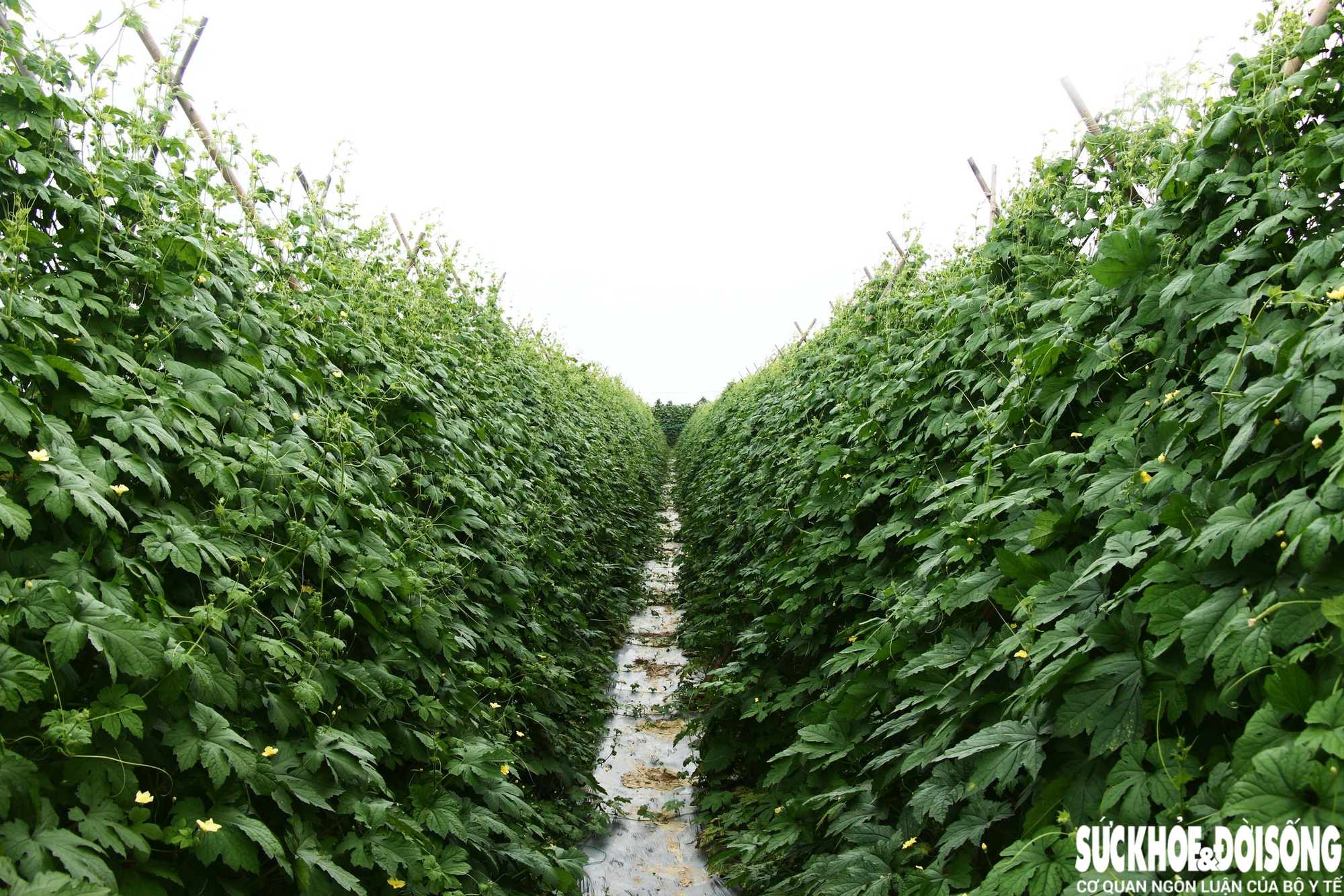 Theo bà Chi, sau lũ, ai làm sớm thì có giá cao, còn cận Tết nhiều nhà thu hoạch cùng lúc thì giá sẽ giảm. “Nước vừa rút là tôi xuống giống liền. Đến nay cây cối xanh tốt thế này là mừng lắm rồi”, bà chia sẻ.