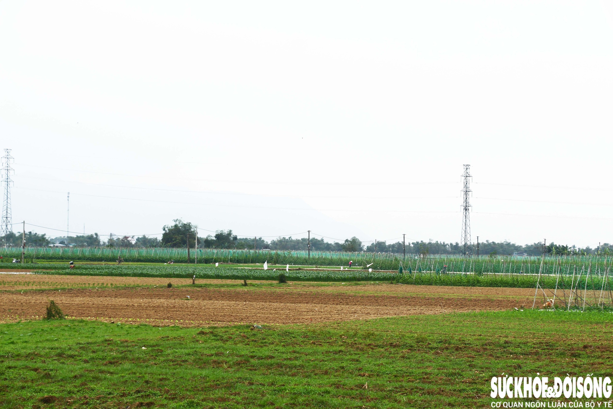 Cánh đồng rau màu Bàu Tròn rộng khoảng 30ha, là sinh kế của gần 200 hộ dân trồng chuyên canh. Từ lâu, nơi đây được xem là thủ phủ rau, cung ứng cho TP Đà Nẵng và nhiều vùng lân cận. Thế nhưng, đợt mưa lũ lịch sử cuối tháng 10 năm ngoái đã khiến gần 2/3 diện tích rau màu bị hư hại, ngập úng, trơ gốc.