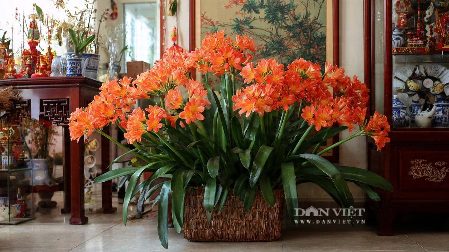 Cây cảnh nở hoa vào mùa đông