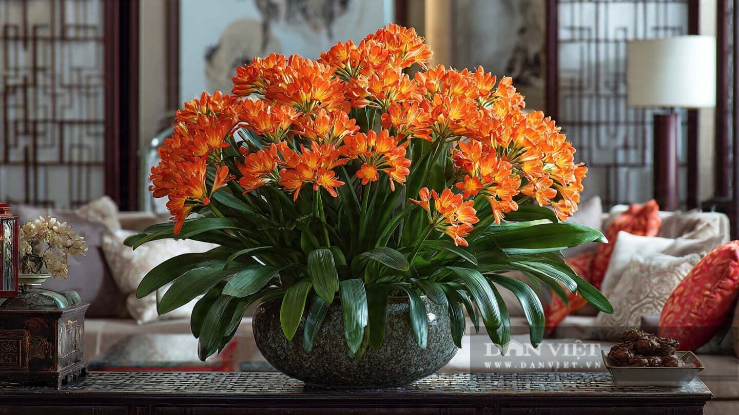 Cây cảnh chỉ tưới nước kỹ khi đất hoàn toàn khô