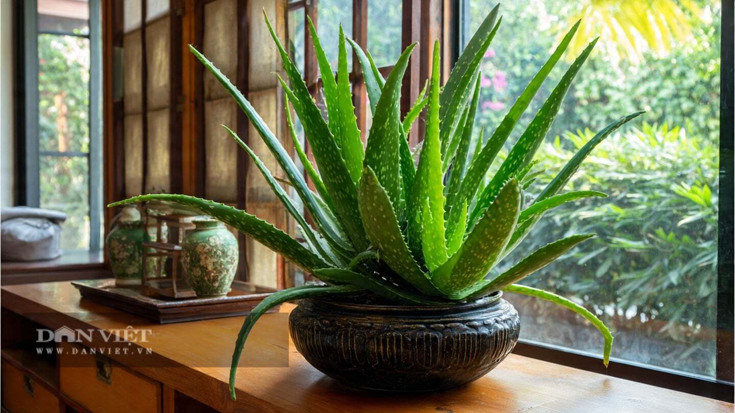 Cây cảnh này rất dễ chăm sóc