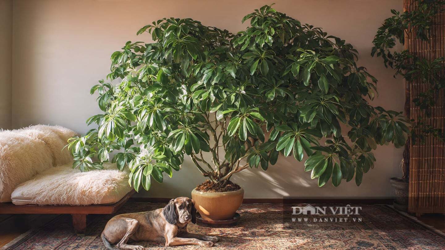 Cây cảnh này vô cùng thiết thực.