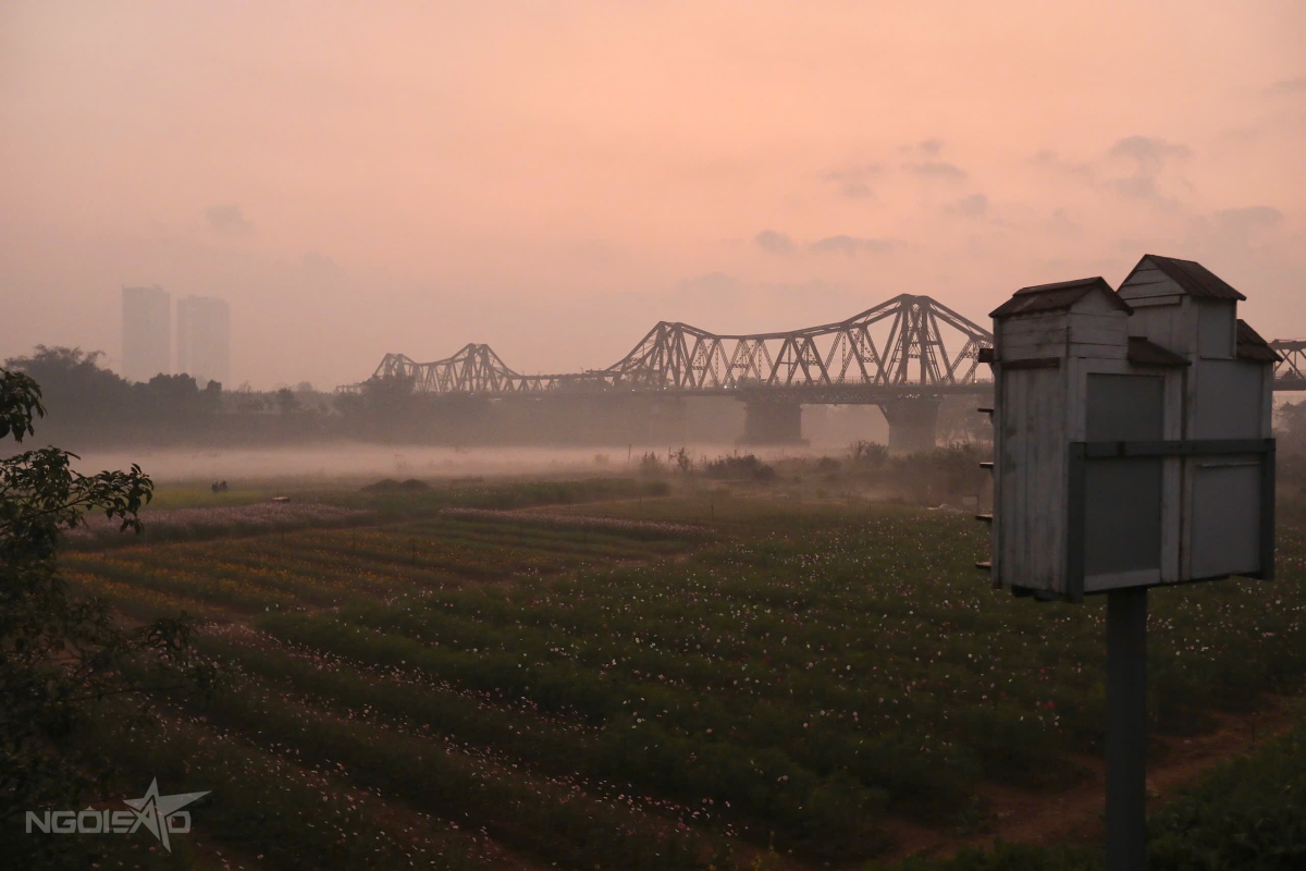 Bến Hoa Phúc Xá, Nằm Dưới Chân Cầu Long Biên (Phường Hồng Hà), Những Ngày Đầu Năm Đã Trở Thành Điểm Check-In, Đón Bình Minh Và Ngắm Hoàng Hôn Nổi Tiếng.