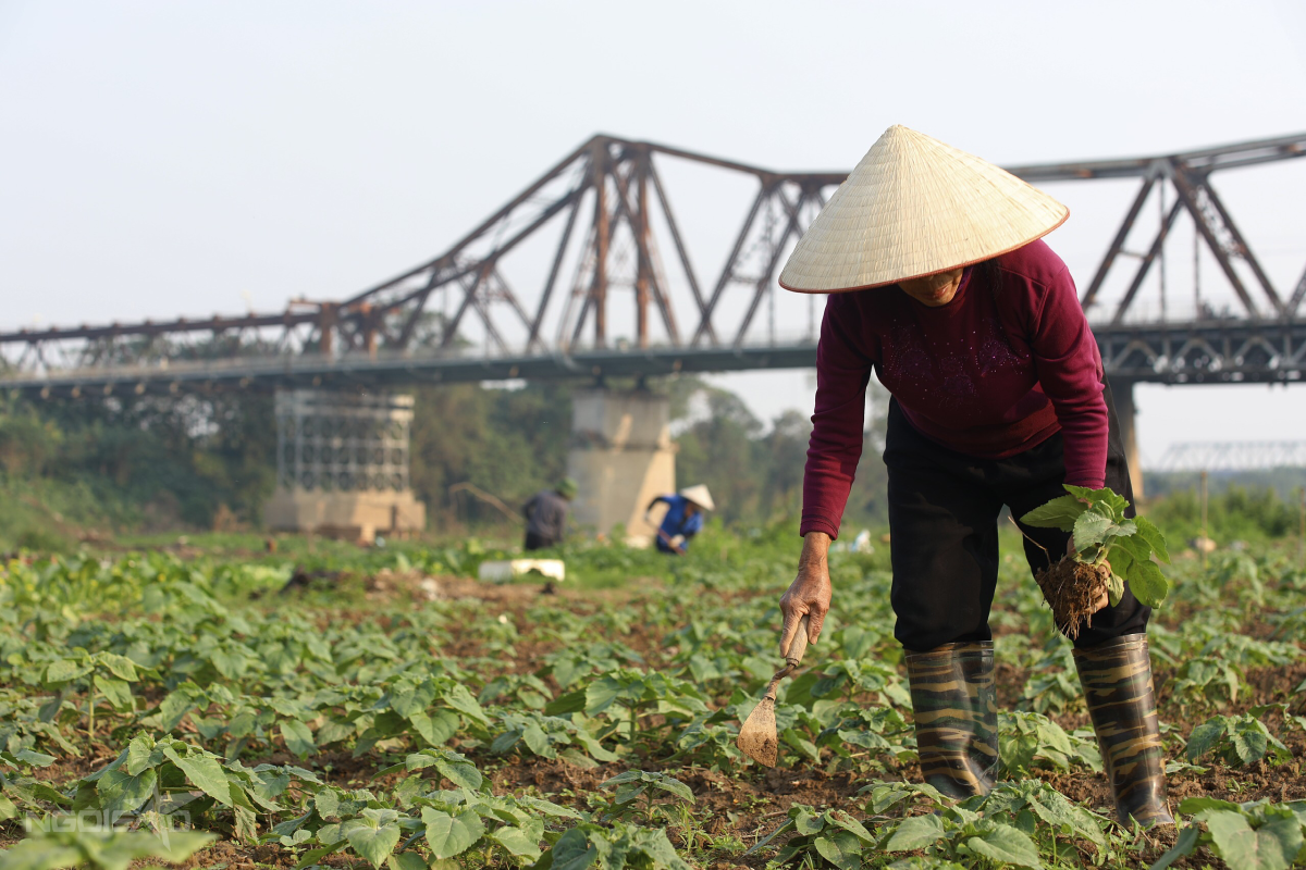 Trước Đó, Khu Đất Ven Sông Hồng Dưới Chân Cầu Long Biên Bị Ảnh Hưởng Nặng Sau Trận Lũ Lớn, Để Lại Lớp Bùn Dày, Rác Thải Và Tình Trạng Ô Nhiễm Kéo Dài. Bà Ngát (78 Tuổi, Trú Phường Phúc Xá), Với Sự Hỗ Trợ Của Người Dân Địa Phương, Đã Tự Nguyện Bỏ Tiền Để Mua Cây Giống Về Trồng, Cải Tạo Nơi Đây Thành Vườn Hoa Rực Rỡ.