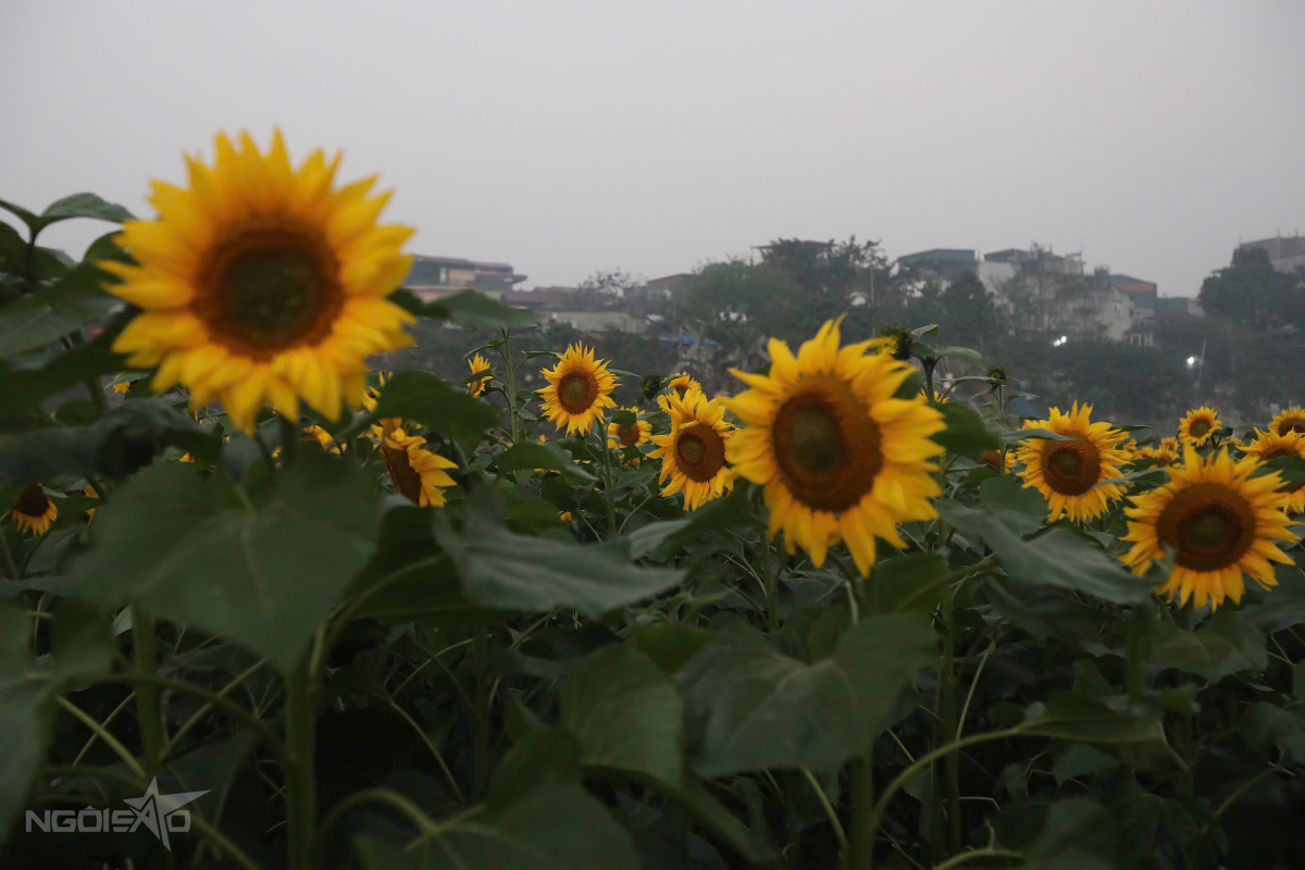 Hiện Nay, Các Luống Hoa Hướng Dương Nở Rộ Và Có Thể Kéo Dài Khoảng 2 Tuần.