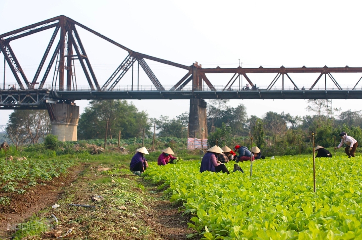 Ngoài Hoa, Người Dân Ven Sông Còn Trồng Thêm Rau Để Sử Dụng Trong Gia Đình.