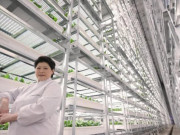 Clip Eva - Bên cạnh Việt Nam có “chung cư trồng rau” cao nhất thế giới: Cao 23m, AI – robot vận hành, mỗi năm thu 2.000 tấn rau