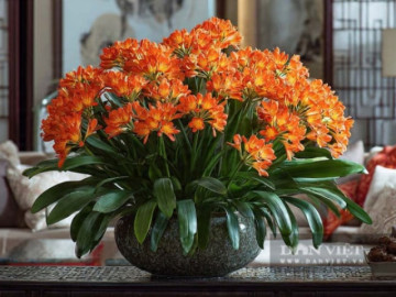 4 cây cảnh giá rẻ người khôn ngoan yêu thích, gia đình nghèo càng nên trồng, bớt tiền mua thuốc còn rước tài lộc