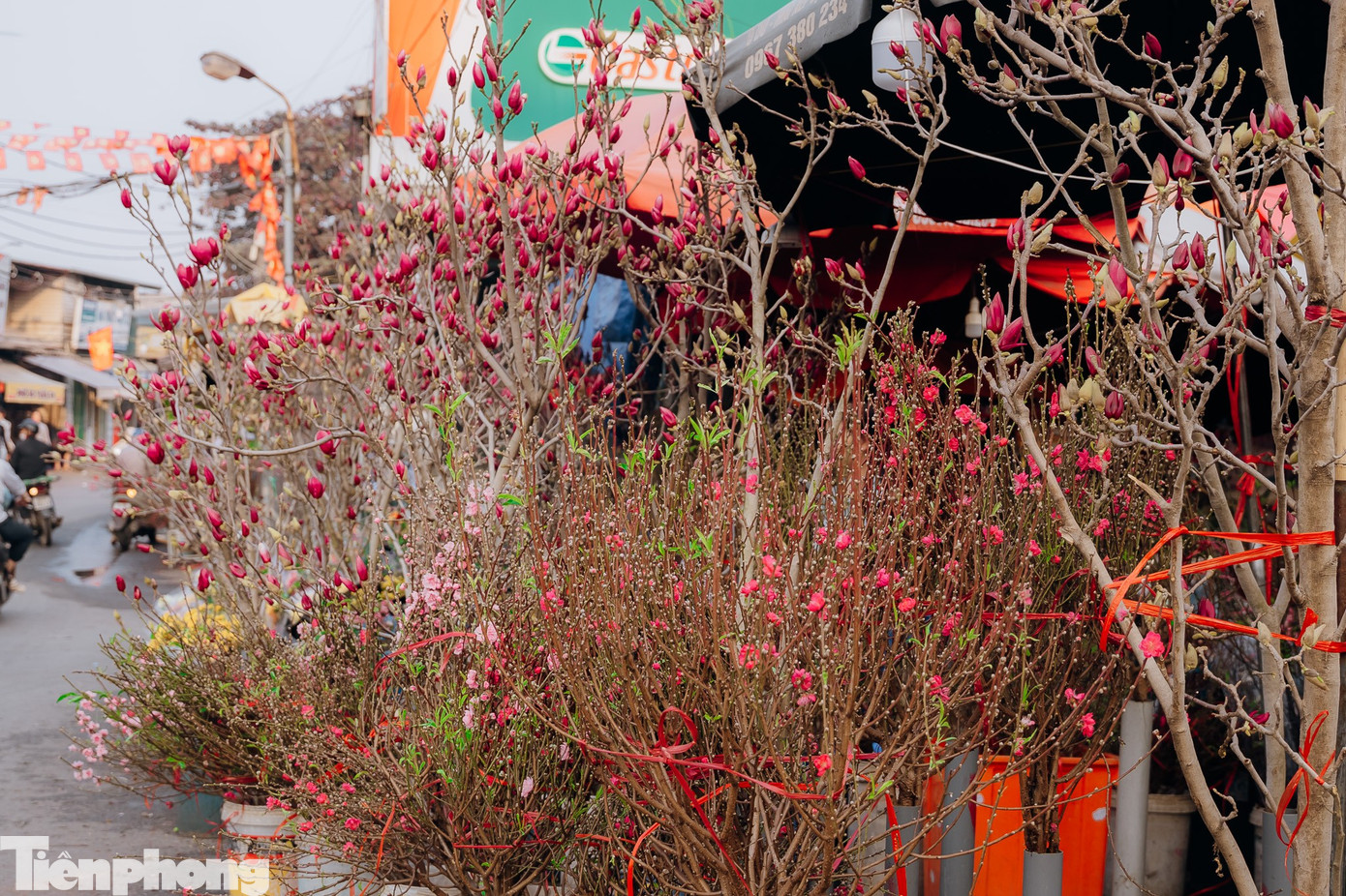 Những cành đào nụ dày, thế đẹp được tiểu thương sắp xếp ngay ngắn bên vỉa hè, sẵn sàng phục vụ khách chơi Tết sớm.
