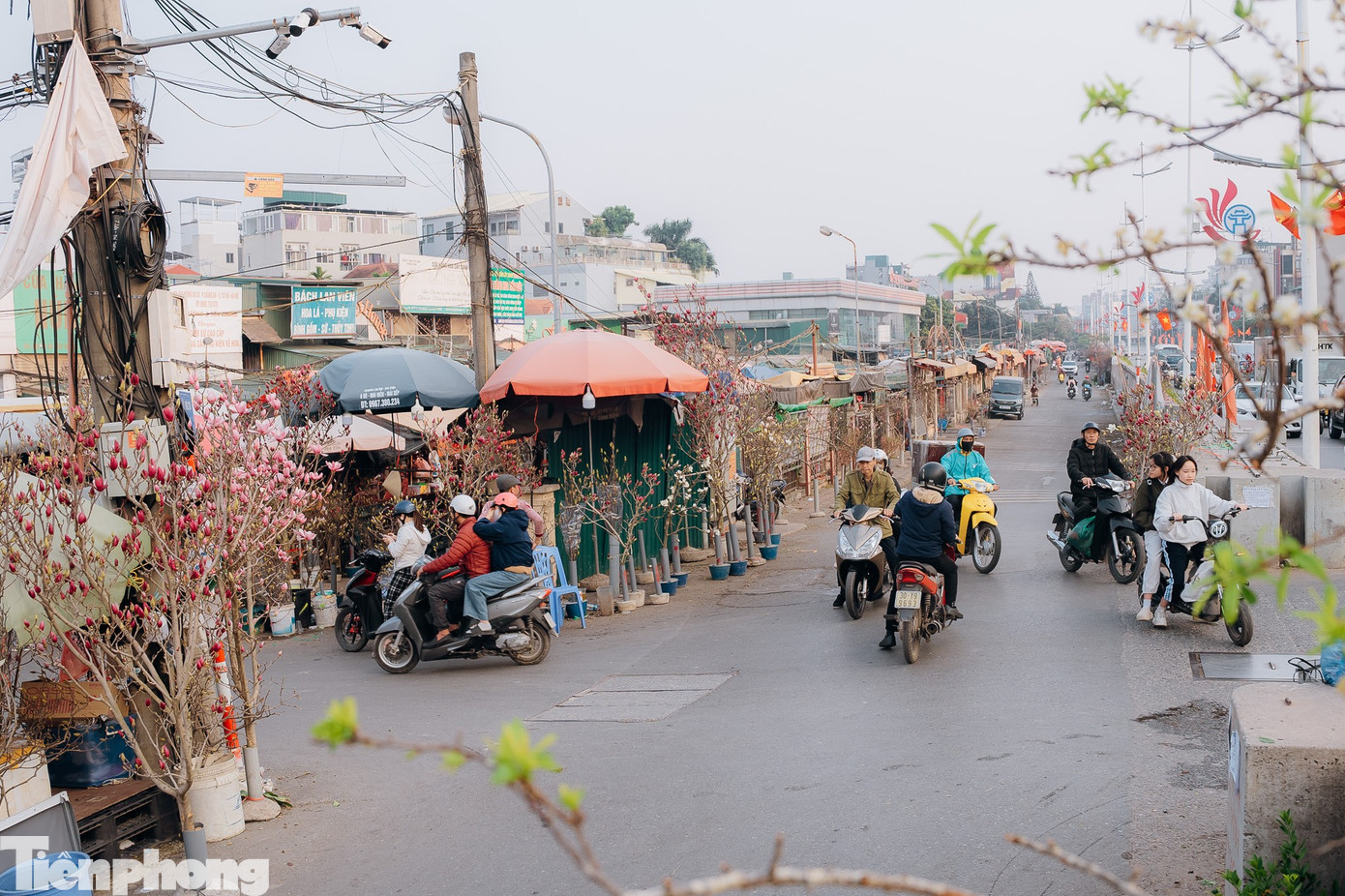 Dọc đường Âu Cơ (đoạn qua chợ hoa Quảng An, phường Tây Hồ), sắc đào rực rỡ đã bắt đầu nhuộm thắm hai bên đường, níu chân người qua lại ngắm nghía và chọn mua.