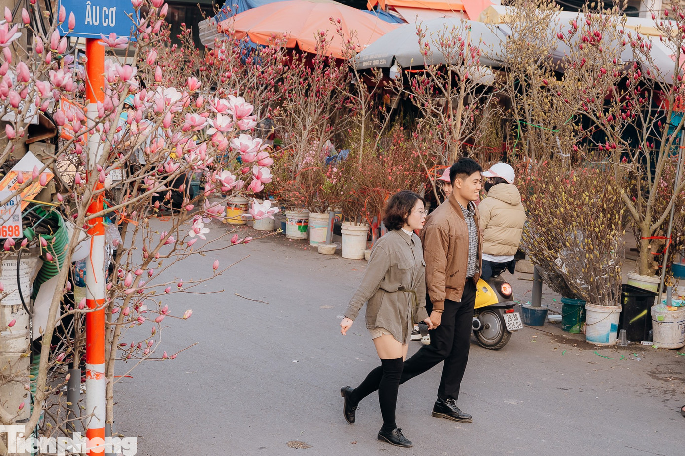 Giữa tiết trời giá lạnh của Hà Nội, những cánh đào bung nở sớm như mang cả mùa xuân xuống phố, dù còn hơn một tháng nữa mới đến Tết Nguyên đán.