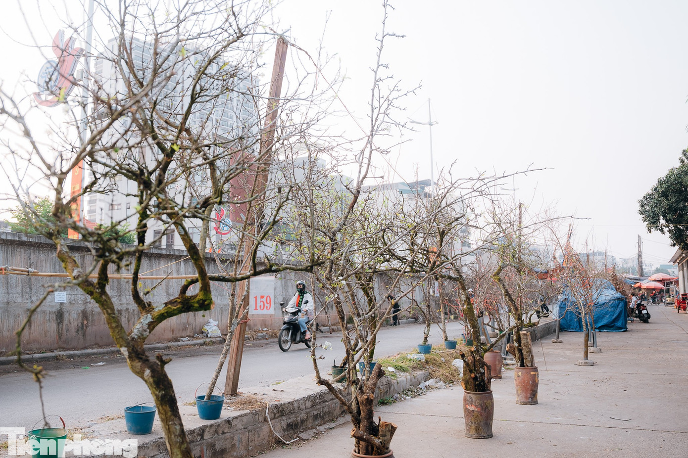 Ngoài hoa đào, các loại hoa khác như hoa lê, hoa mận cũng được bày bán rộng rãi.