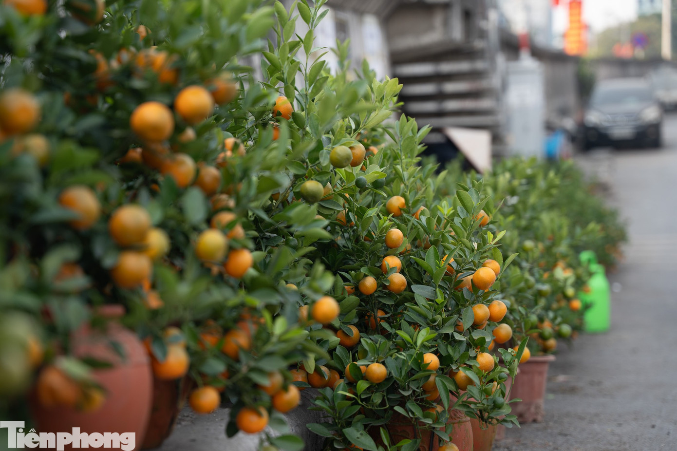 Bên cạnh đào, những chậu quất trĩu quả, lá xanh mướt cũng “xuống phố” sớm, góp thêm gam màu rực rỡ cho bức tranh Tết ở chợ hoa Quảng An.