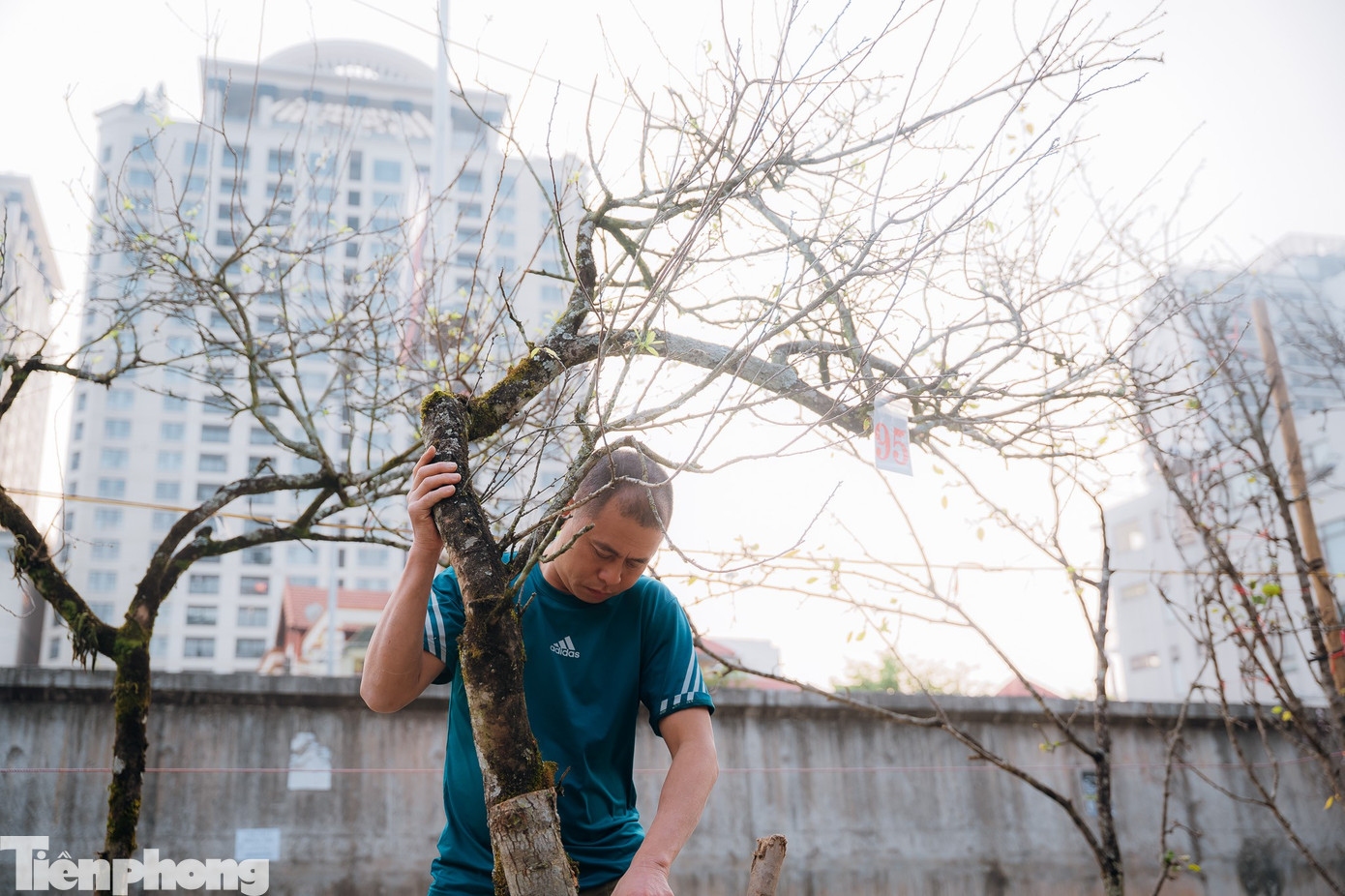 Anh Nam, tiểu thương tại chợ Quảng An cho biết hiện hoa lê, hoa mận đang cuối mùa, chỉ khoảng hơn một tuần nữa thì hoa sẽ hết.