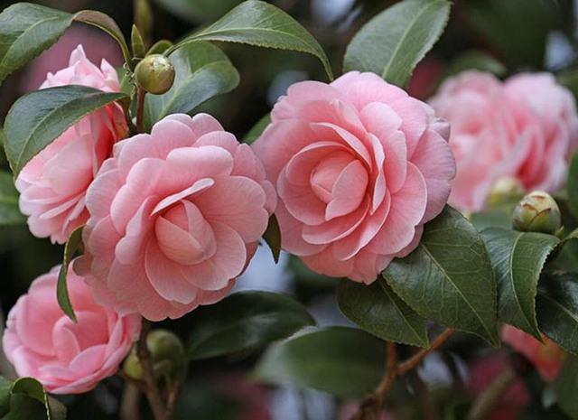 Hoa trà cũng là loài hoa được yêu thích để trang trí vào Tết. Hoa trà bắt đầu đâm chồi vào cuối tháng 12 và nhú chồi vào tháng 1 và tháng 2.