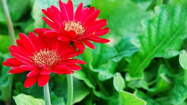 Hoa đồng tiền với ý nghĩa đem đến một năm tài lộc, may mắn, hạnh phúc, vui vẻ... xứng đáng là một lựa chọn ưu tiên trồng và trưng vào dịp Tết.