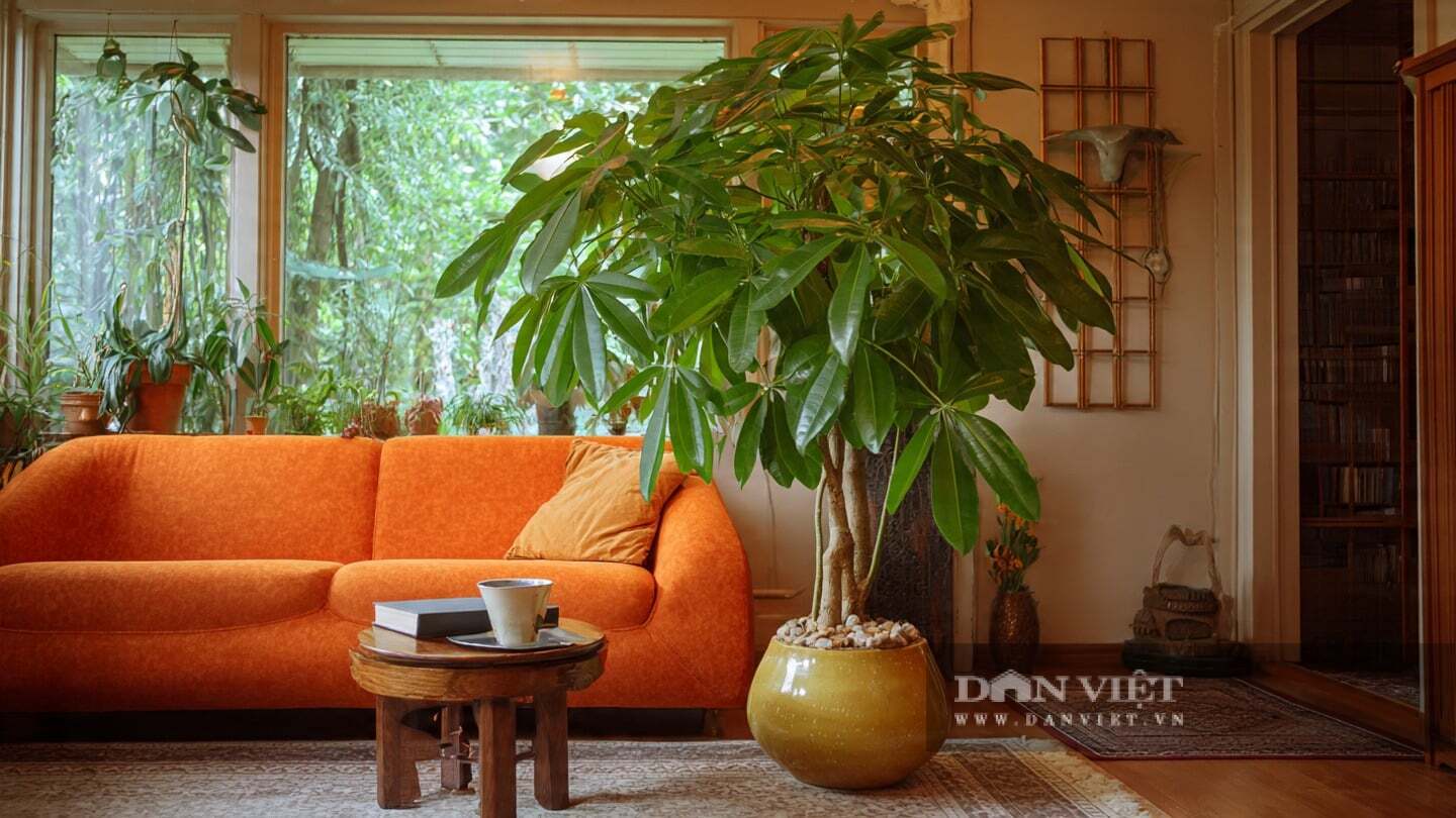 Cây cảnh mảnh mai, vươn cao, lá xanh tươi, sáng bóng vươn mình một cách ấn tượng ở góc phòng khách.