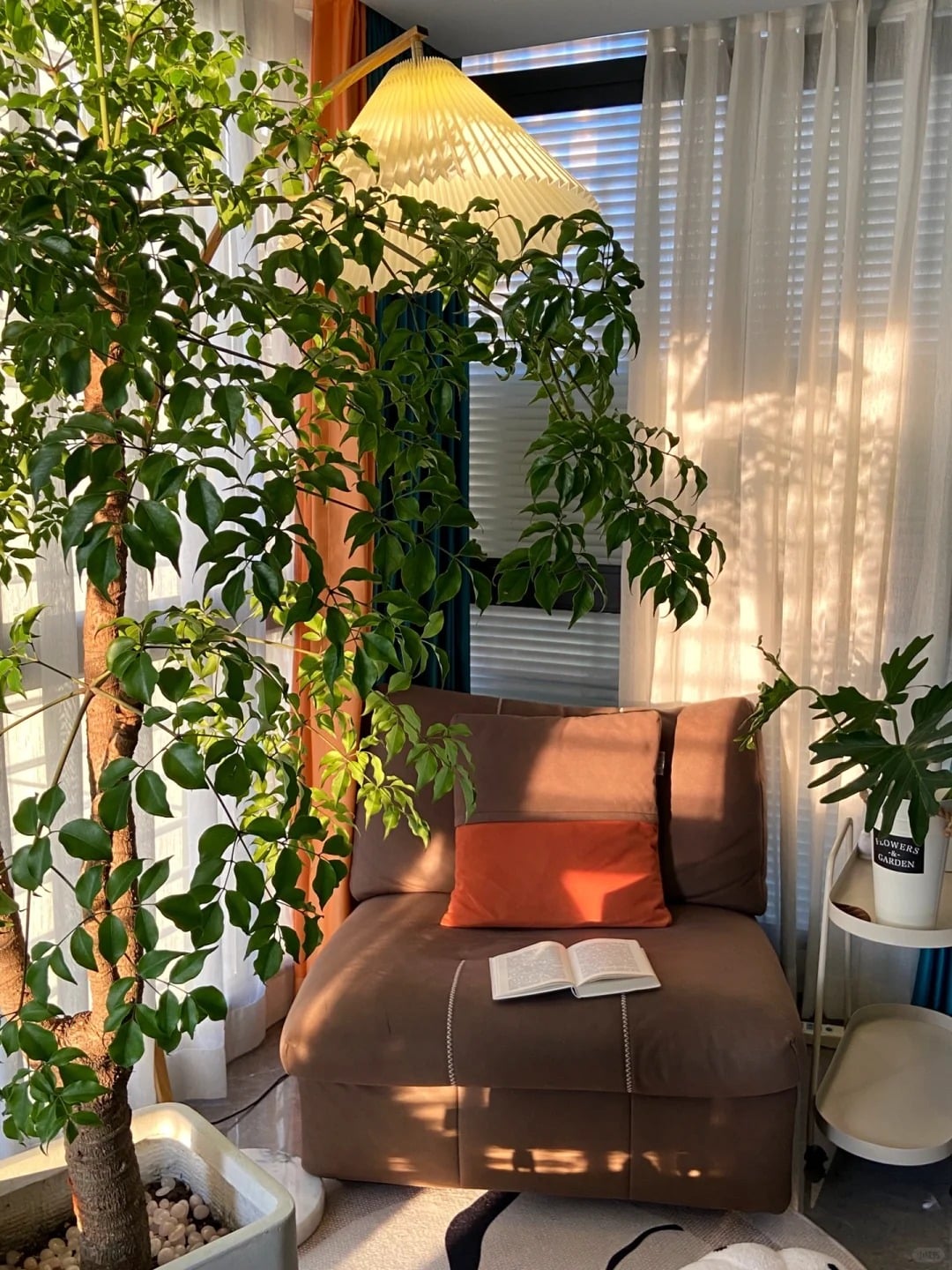 Một đặc điểm khác của cây cảnh này là nó phát triển khá nhanh. Ảnh minh họa Toutiao