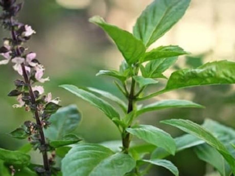 7 lý do nên uống nước lá húng quế vào buổi sáng