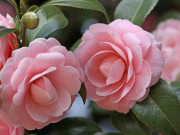 Nhà đẹp - Mách bạn loại hoa nên trồng để nở hoa đúng dịp Tết 2026