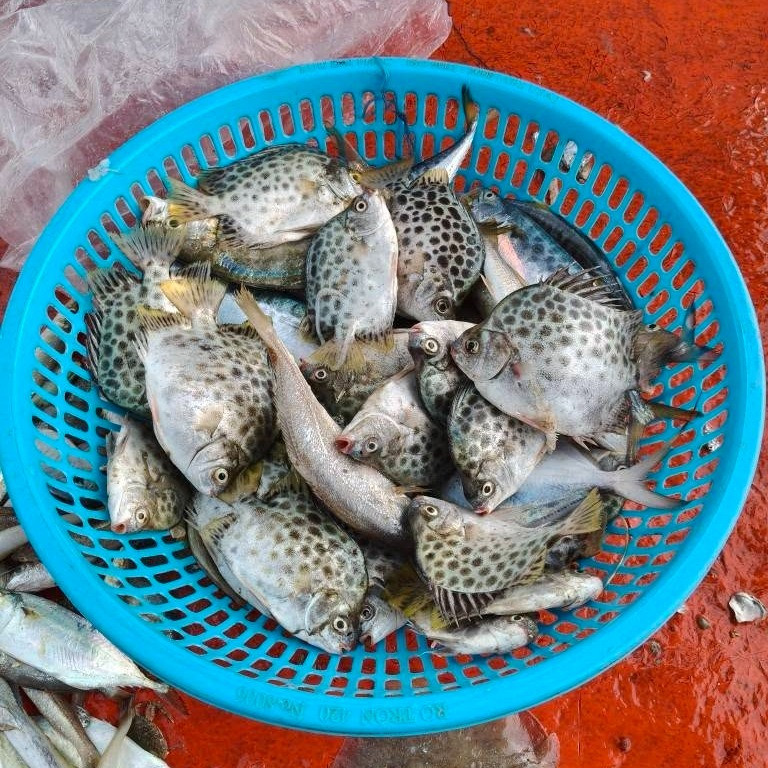 Cá nâu sống chủ yếu ở vùng nước lợ ven biển, cửa sông và rừng ngập mặn. Chúng thường núp ở những nơi có nguồn thức ăn phong phú như bè nuôi tôm hay gốc dừa nước, bụi cây ngập nước. Ảnh: Anh Ngư Phủ