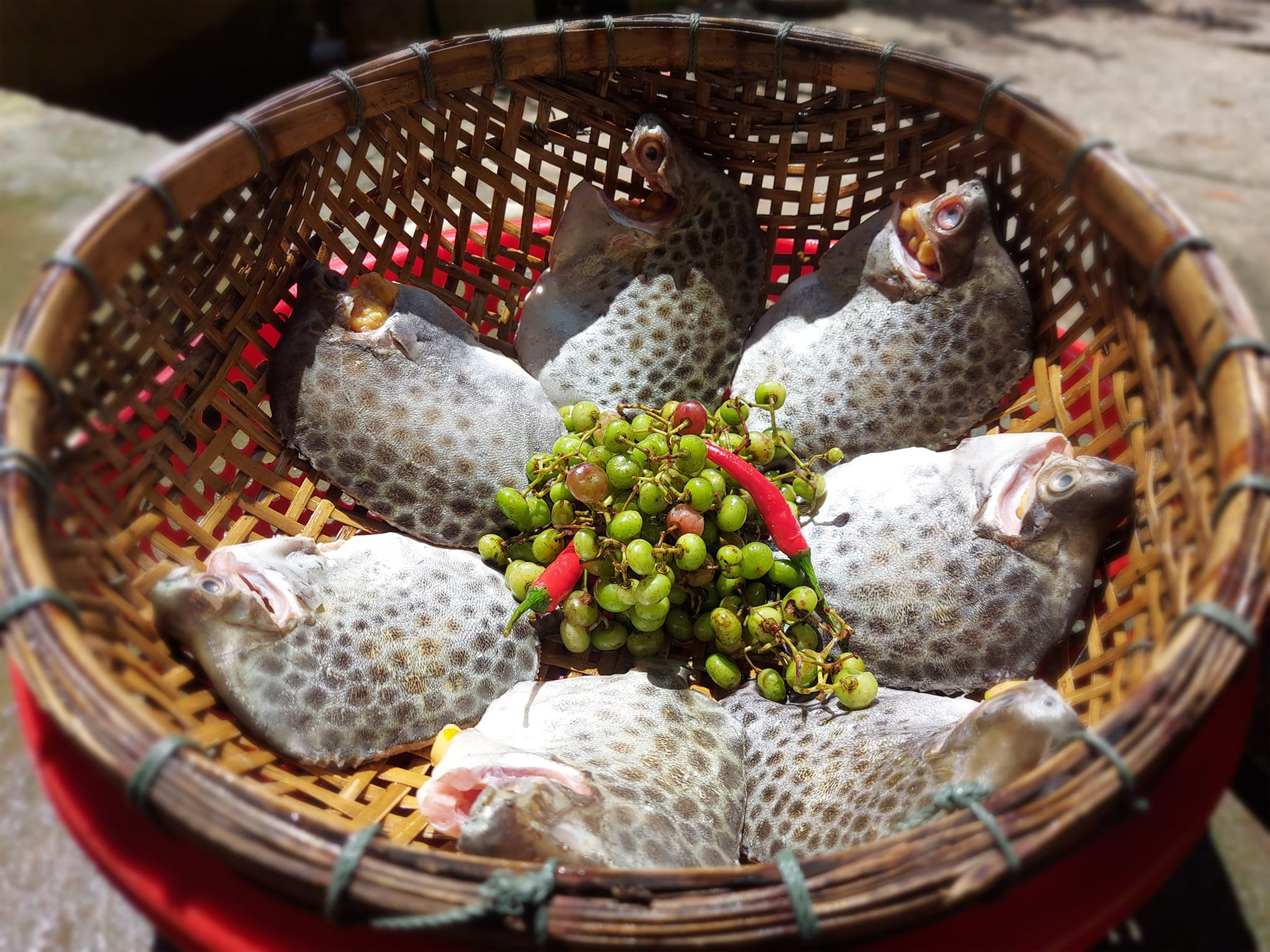 Cá nâu dao động khoảng 3-6 con/kg, giá từ 130.000 – 180.000 đồng/kg (tùy kích cỡ và thời điểm). Ảnh: Muối ớt chanh