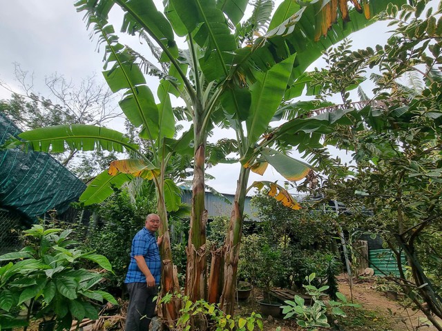 Anh Nguyễn Nhật Anh trồng thử nghiệm giống chuối bàn tay Phật.