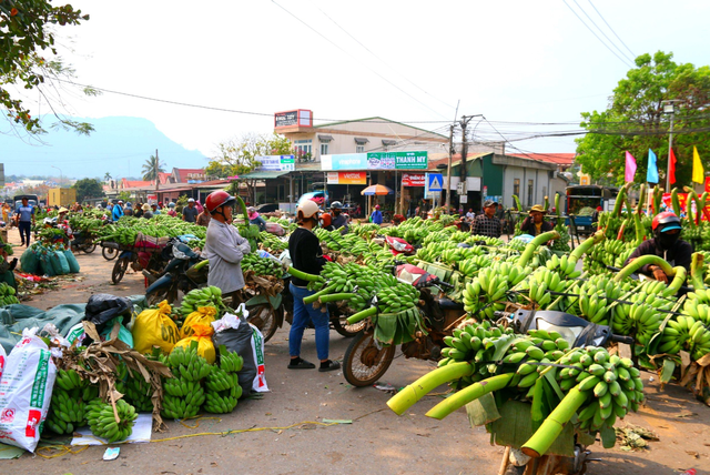 Huyện Hướng Hóa (cũ), tỉnh Quảng Trị được được xem là thủ phủ của cây chuối mật mốc.