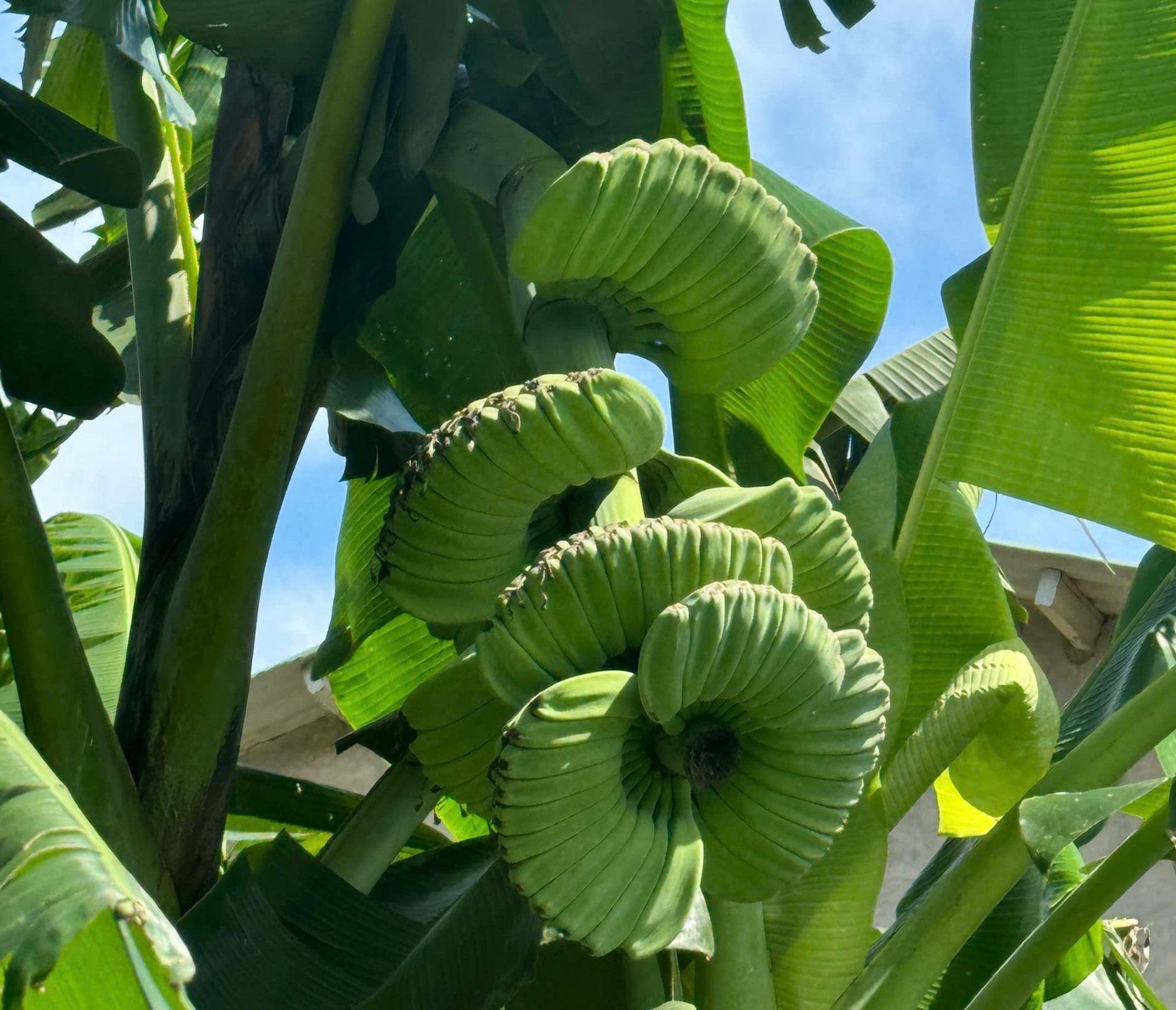 Người đàn ông đưa giống chuối amp;#34;độc, lạamp;#34; về trồng ở amp;#34;thủ phủ chuốiamp;#34; Quảng Trị - 3