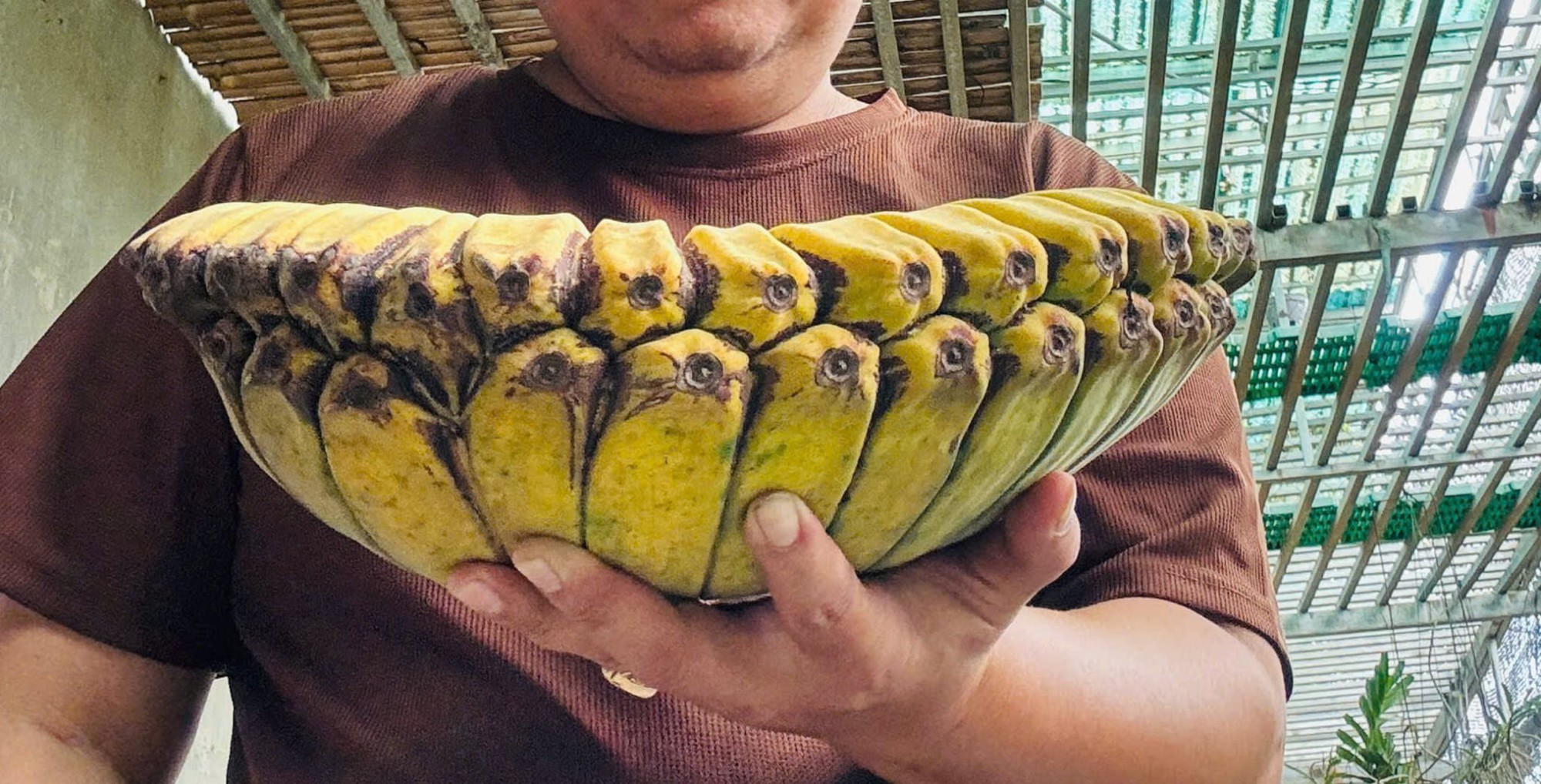 Giống chuối mới có hình dáng quả độc đáo, mùi vị thơm ngon.