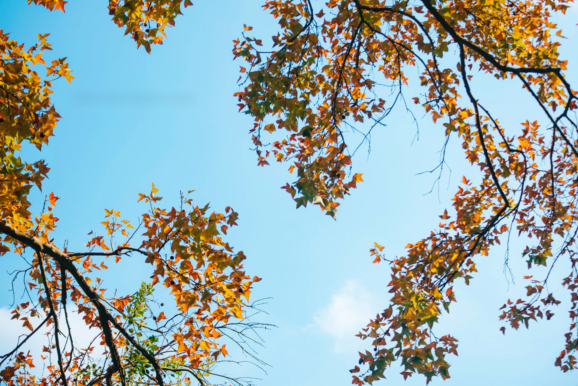 Rừng Phong Hương Gần Ngôi Chùa Cổ Ở Hải Phòng Hút Khách Check-In Mùa Thay Lá - 5