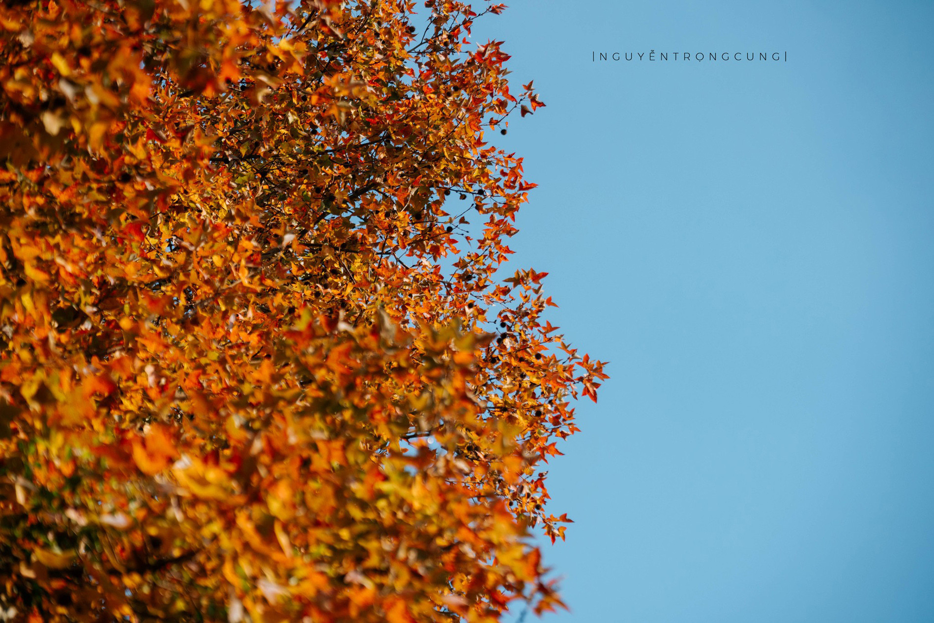 Rừng Phong Hương Gần Ngôi Chùa Cổ Ở Hải Phòng Hút Khách Check-In Mùa Thay Lá - 4