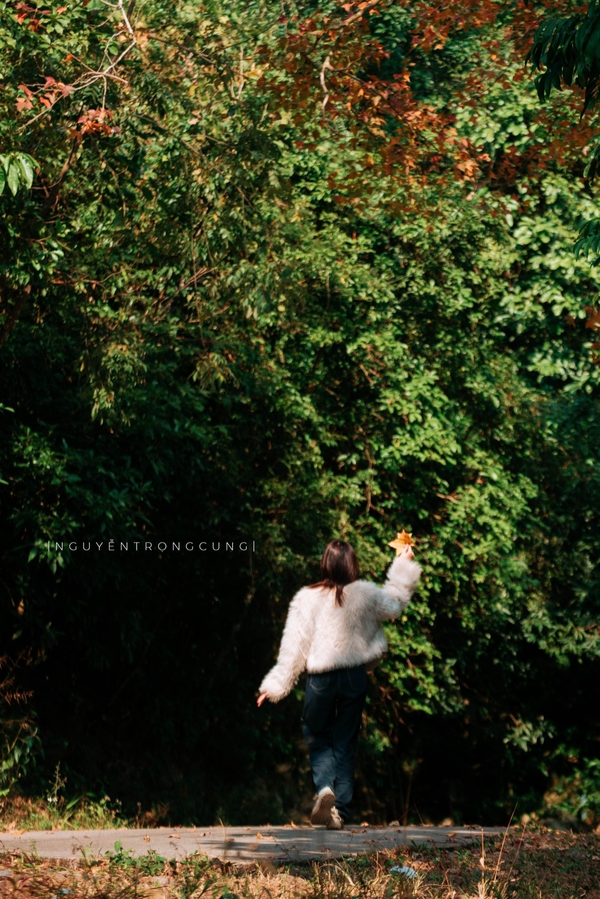 Rừng Phong Hương Gần Ngôi Chùa Cổ Ở Hải Phòng Hút Khách Check-In Mùa Thay Lá - 8