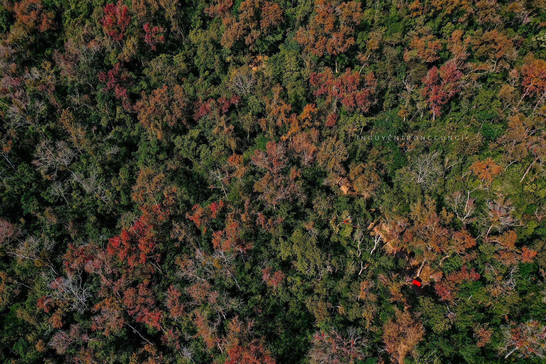 Rừng Phong Hương Gần Ngôi Chùa Cổ Ở Hải Phòng Hút Khách Check-In Mùa Thay Lá - 3