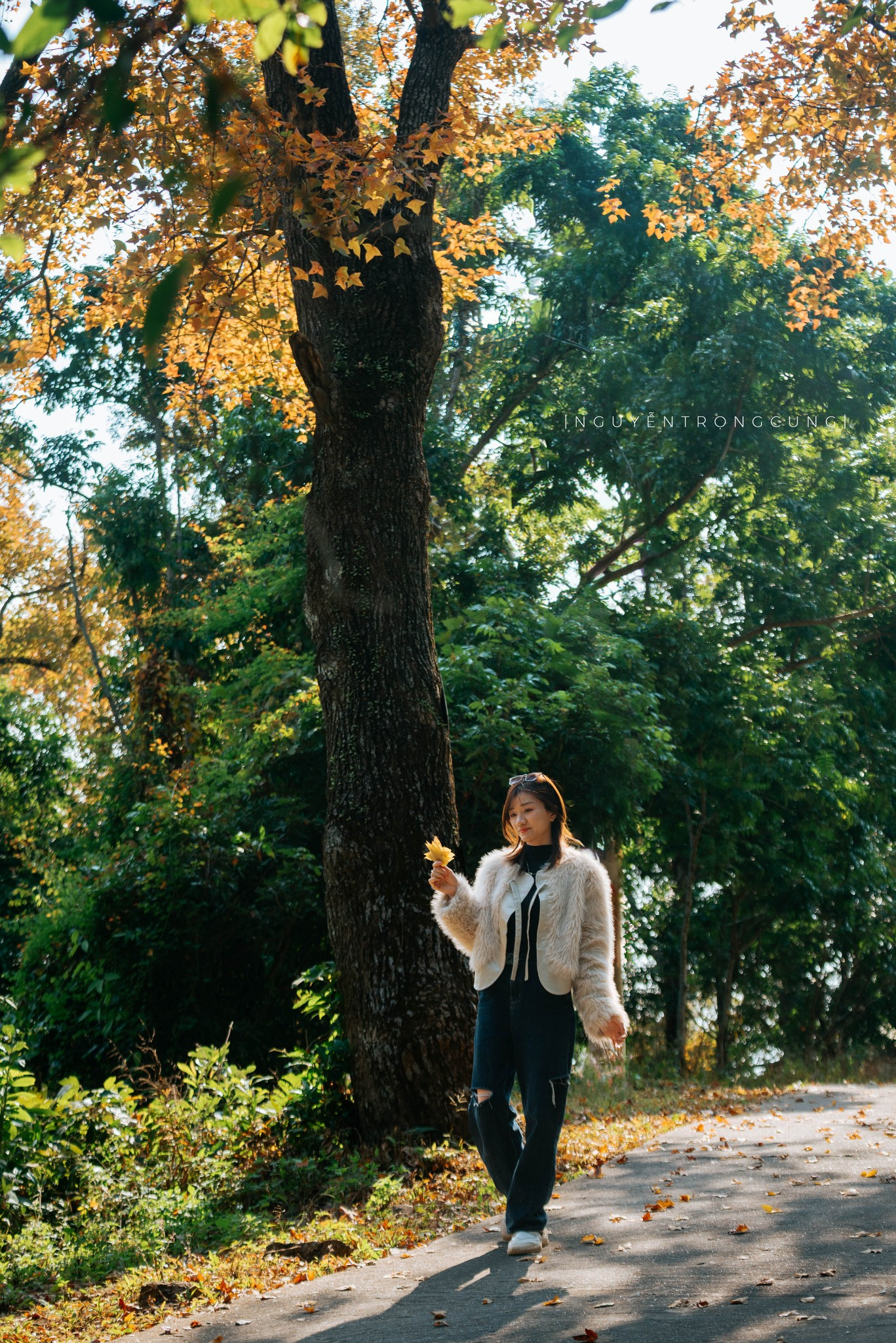 Rừng Phong Hương Gần Ngôi Chùa Cổ Ở Hải Phòng Hút Khách Check-In Mùa Thay Lá - 6