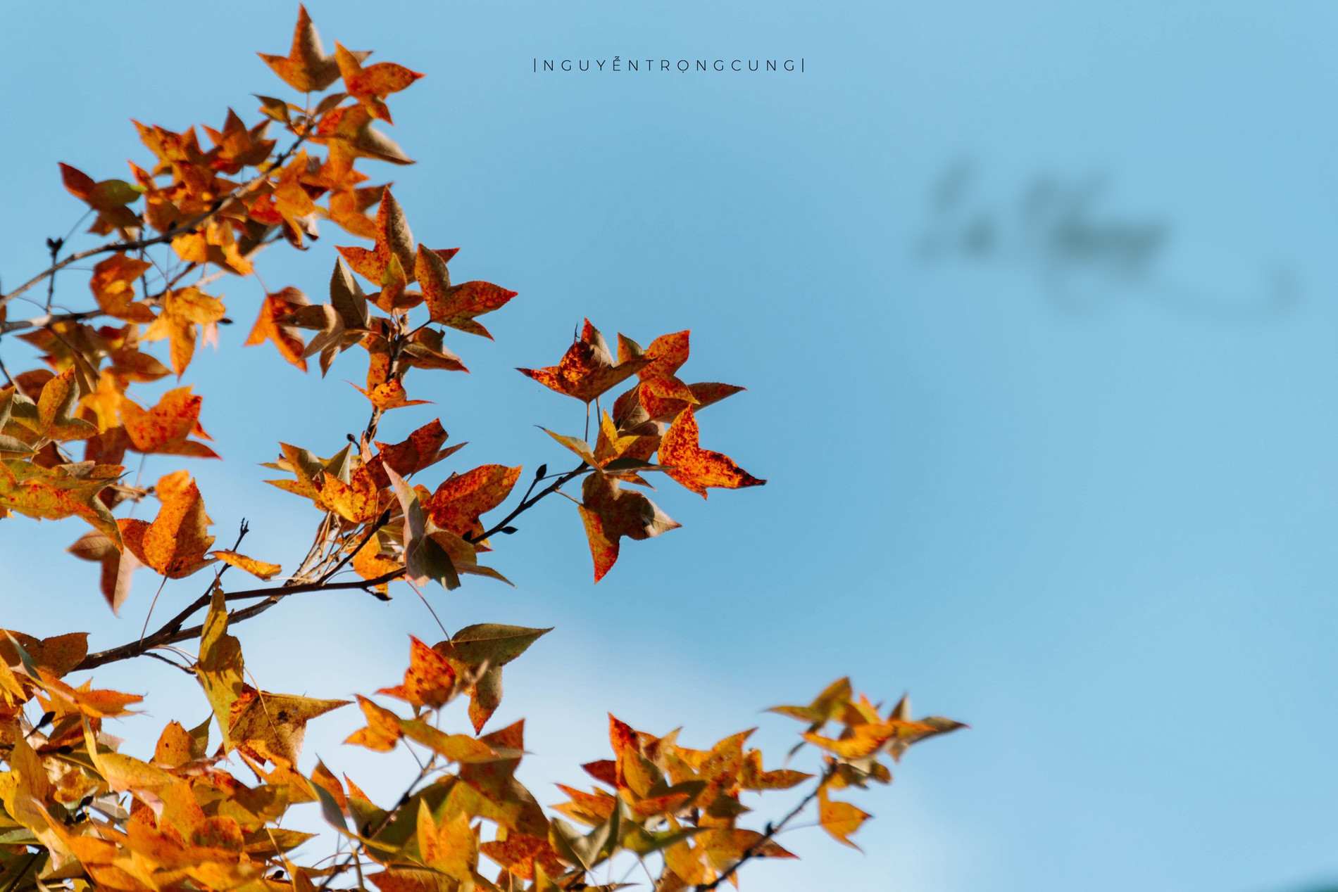 Rừng Phong Hương Gần Ngôi Chùa Cổ Ở Hải Phòng Hút Khách Check-In Mùa Thay Lá - 9