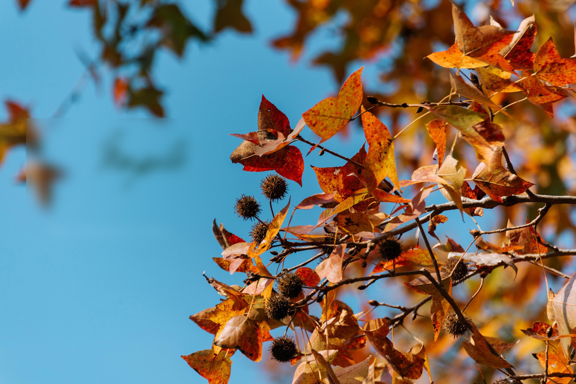 Rừng Phong Hương Gần Ngôi Chùa Cổ Ở Hải Phòng Hút Khách Check-In Mùa Thay Lá - 10