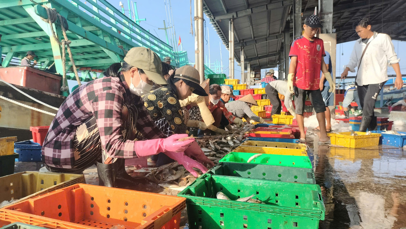 Năm nay, nhiều ngư dân tỉnh Cà Mau phấn khởi cho biết họ đã trúng đậm mùa cá ba thú, cá ngừ, cá cơm,… nhất là trúng lớn cá ba thú vừa được mùa, vừa được giá.